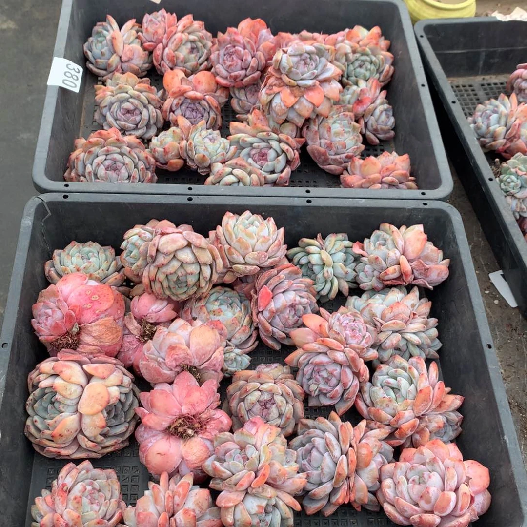 380橙子多肉植物组合