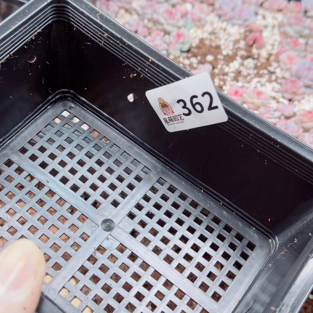 浅***浅多肉植物多肉植物