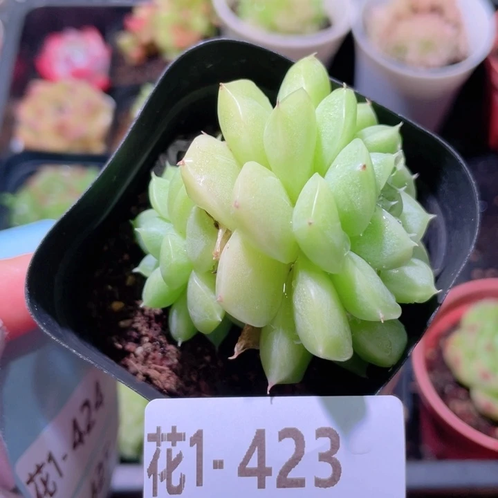 花利美1-423麦秆带仔