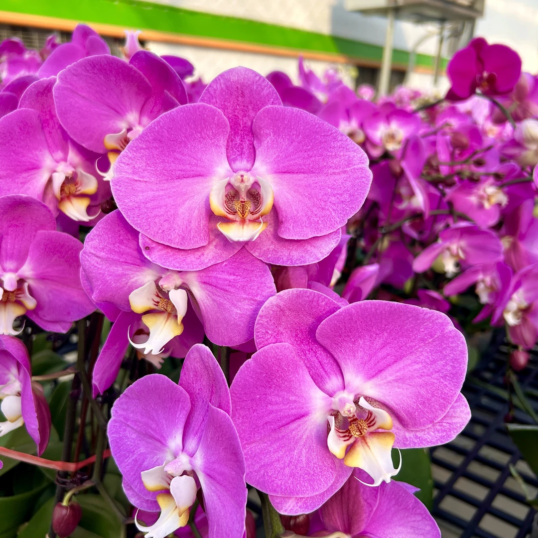 【粉冠军】经典款年宵花蝴蝶兰 粉色丝绒大花 好看耐养 送人送礼