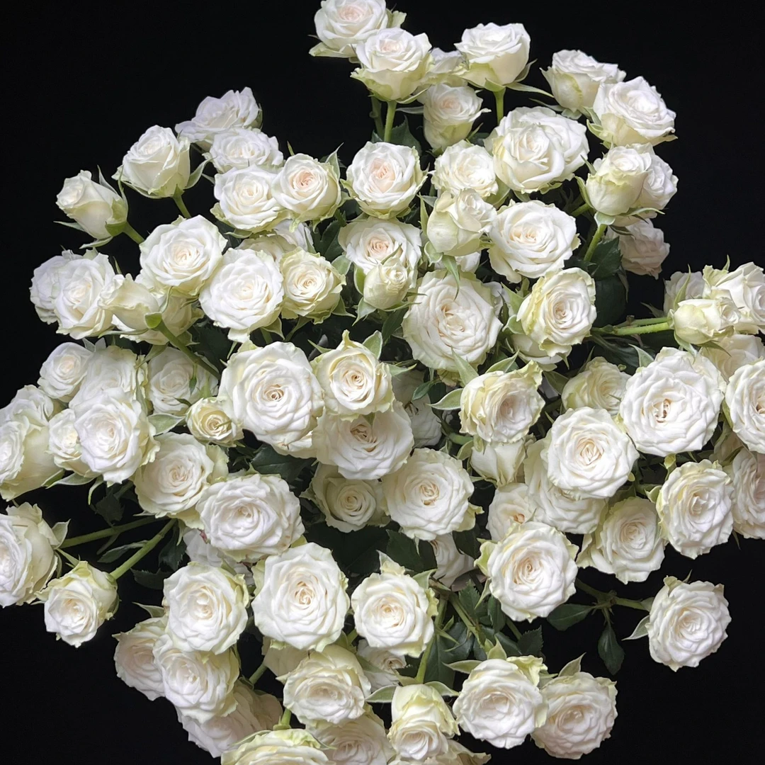 【登善云端】繁星多头玫瑰花水培鲜花云南昆明鲜花直发云南鲜花