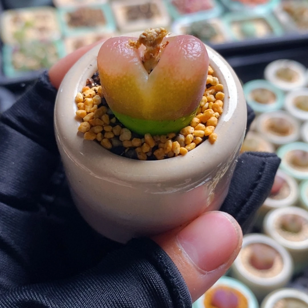 2571--一物一拍 带盆