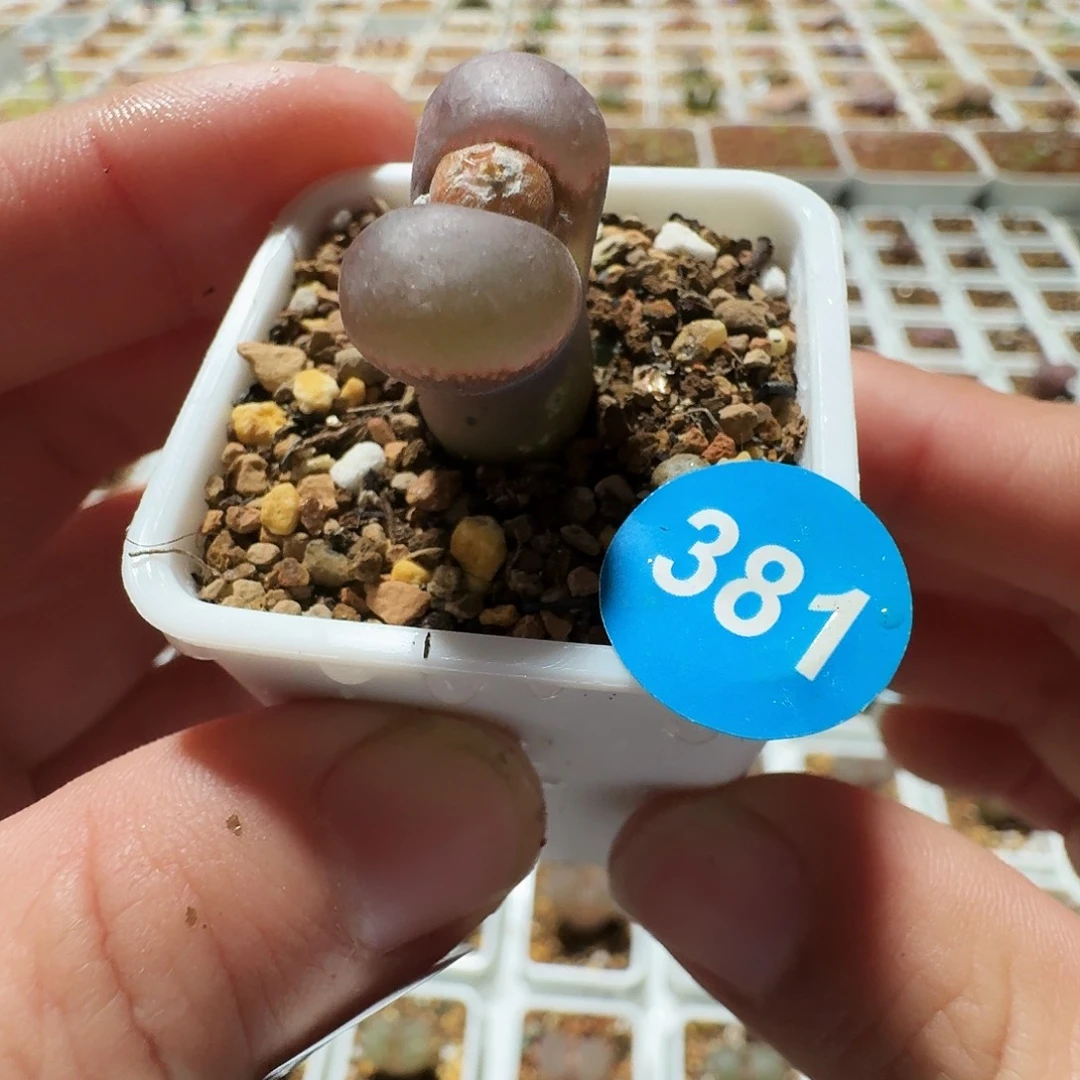 多肉植物福利风铃381