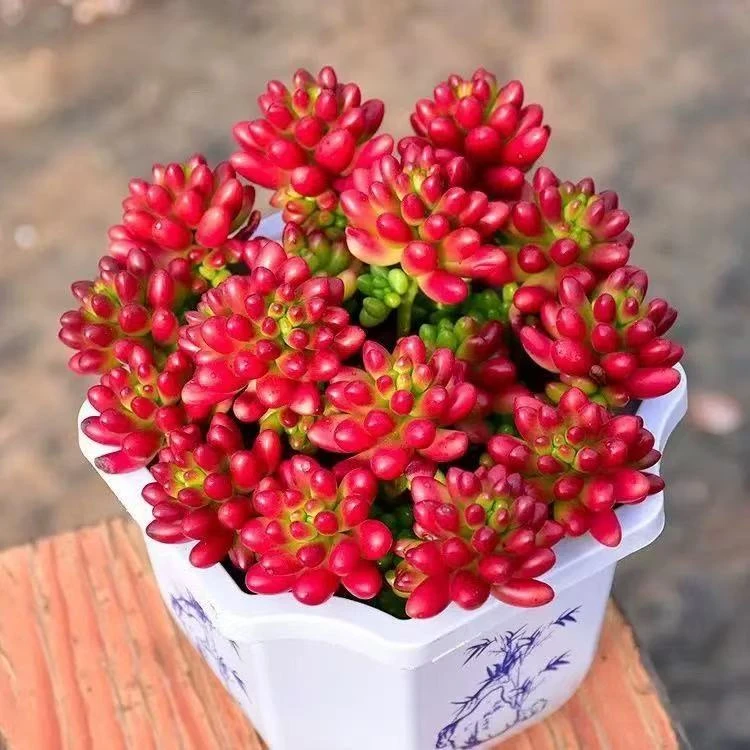 转运珠多肉植物大盆11-12cm【带塑料盆】