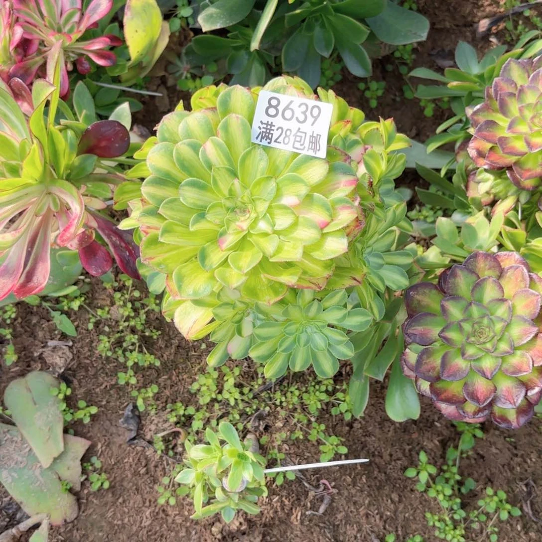 韩*V. 8639知否多肉