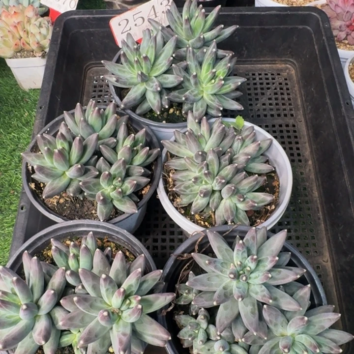 青***水2543多肉植物一物一拍