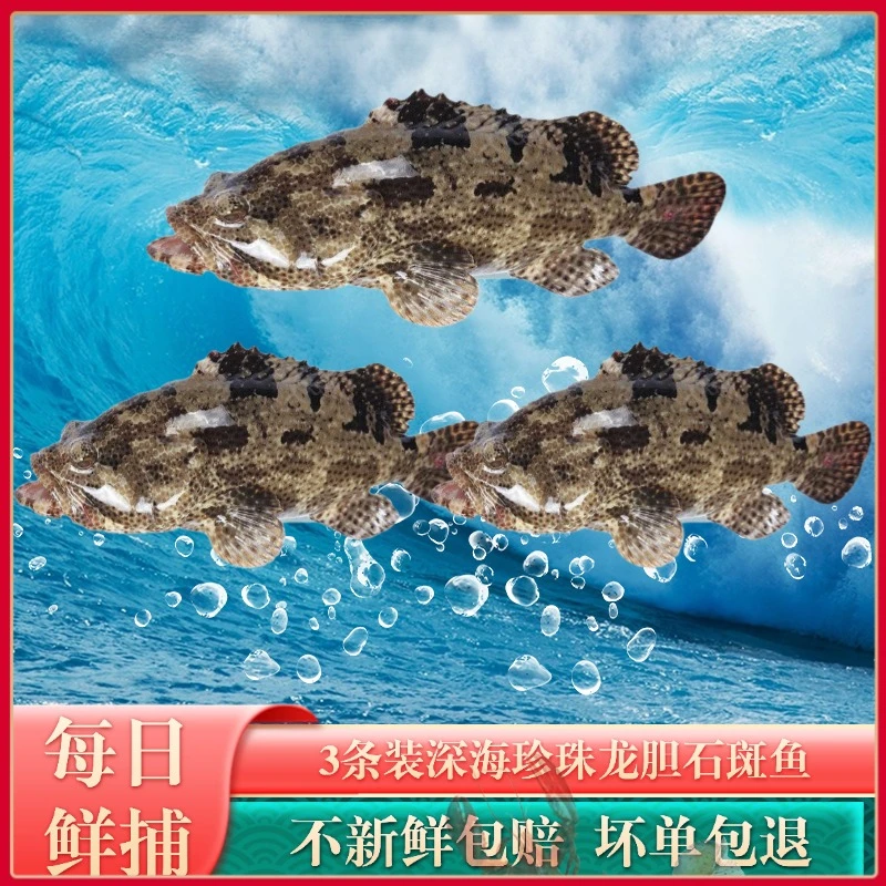 【618套餐】石斑鱼3条装共4斤新鲜湛江海鲜深海珍珠龙胆石斑鱼水产