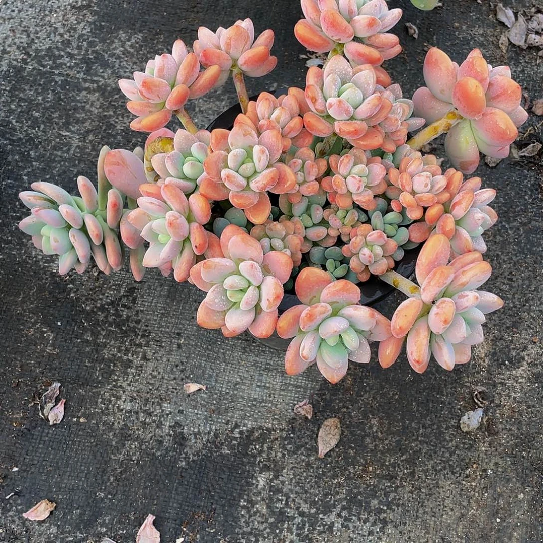 我***恒红洛神多肉植物群