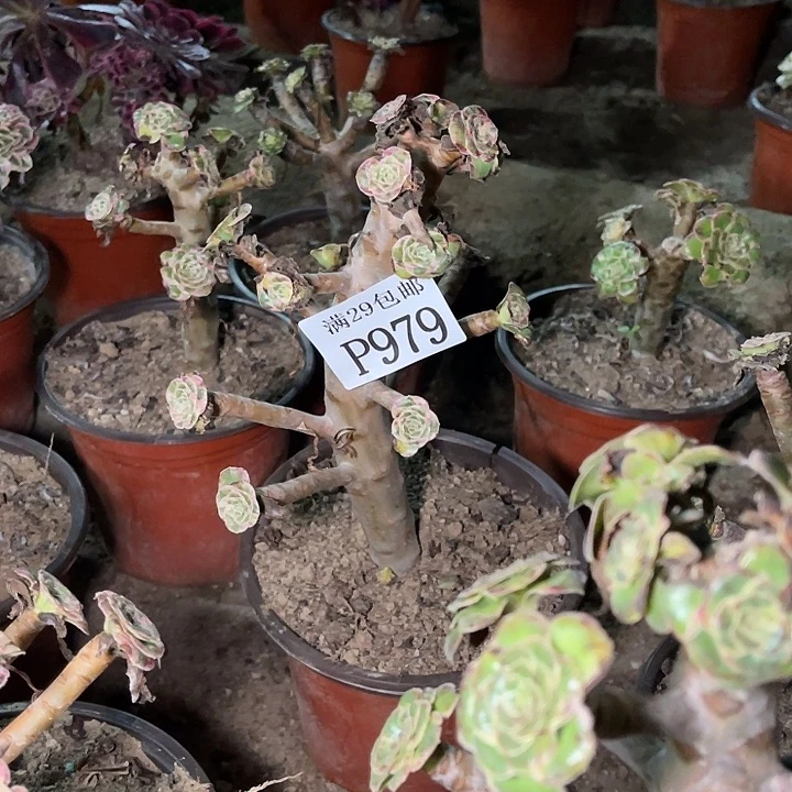 糊***婆979V锦锦多肉植物
