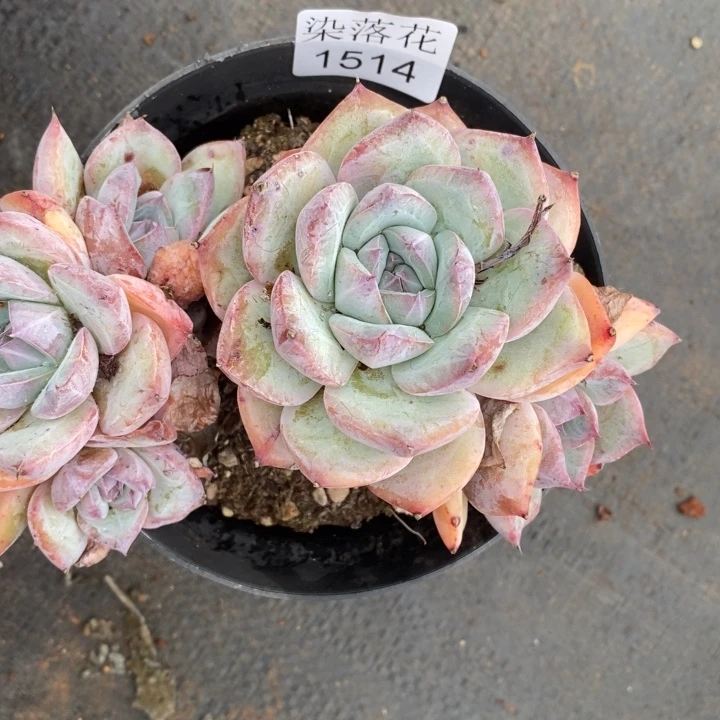 S***o精品多肉植物1514