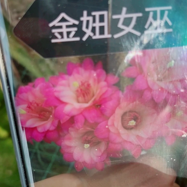 57金妞女巫歪无根侧芽5公分左右20包邮