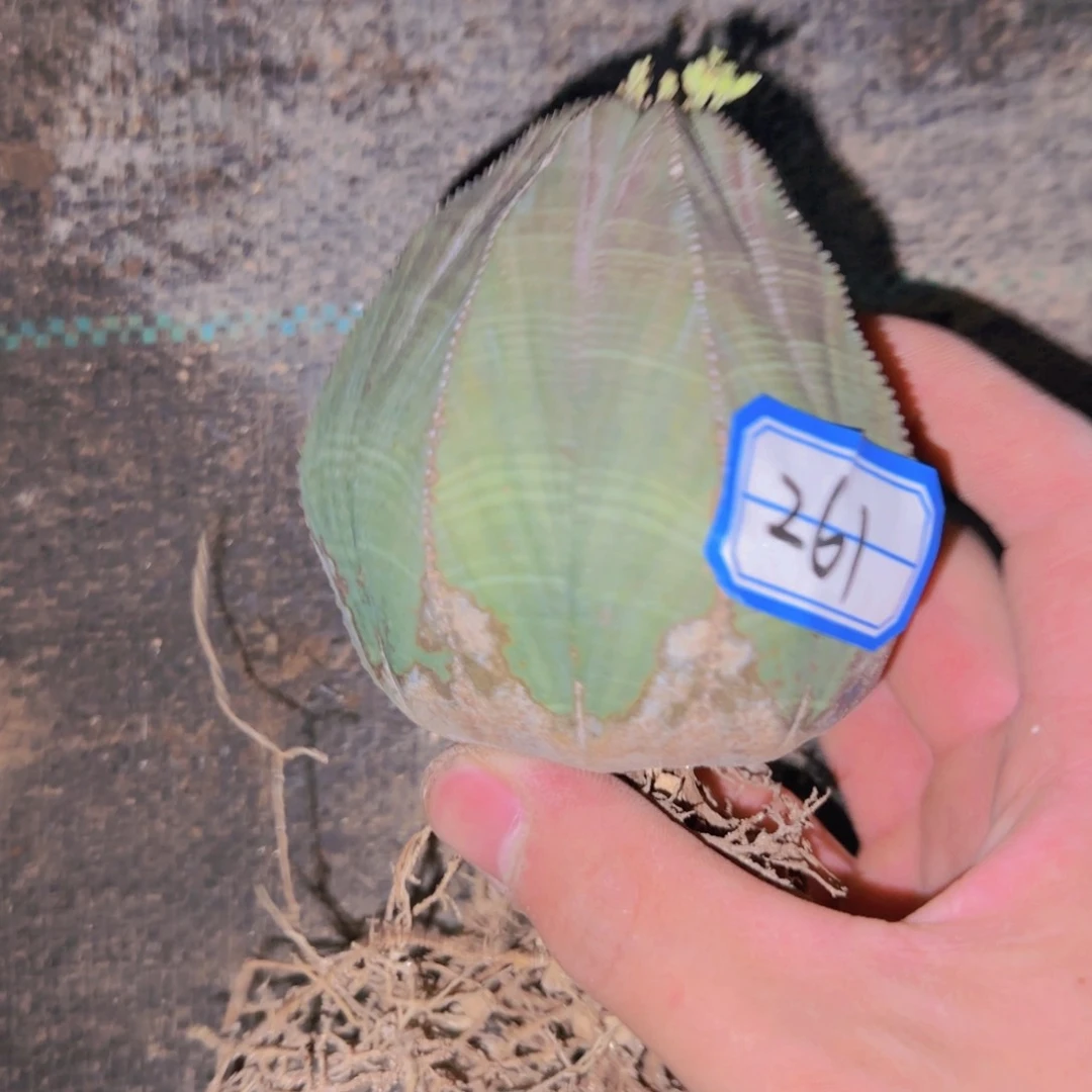 块根粗壮植物块根植物