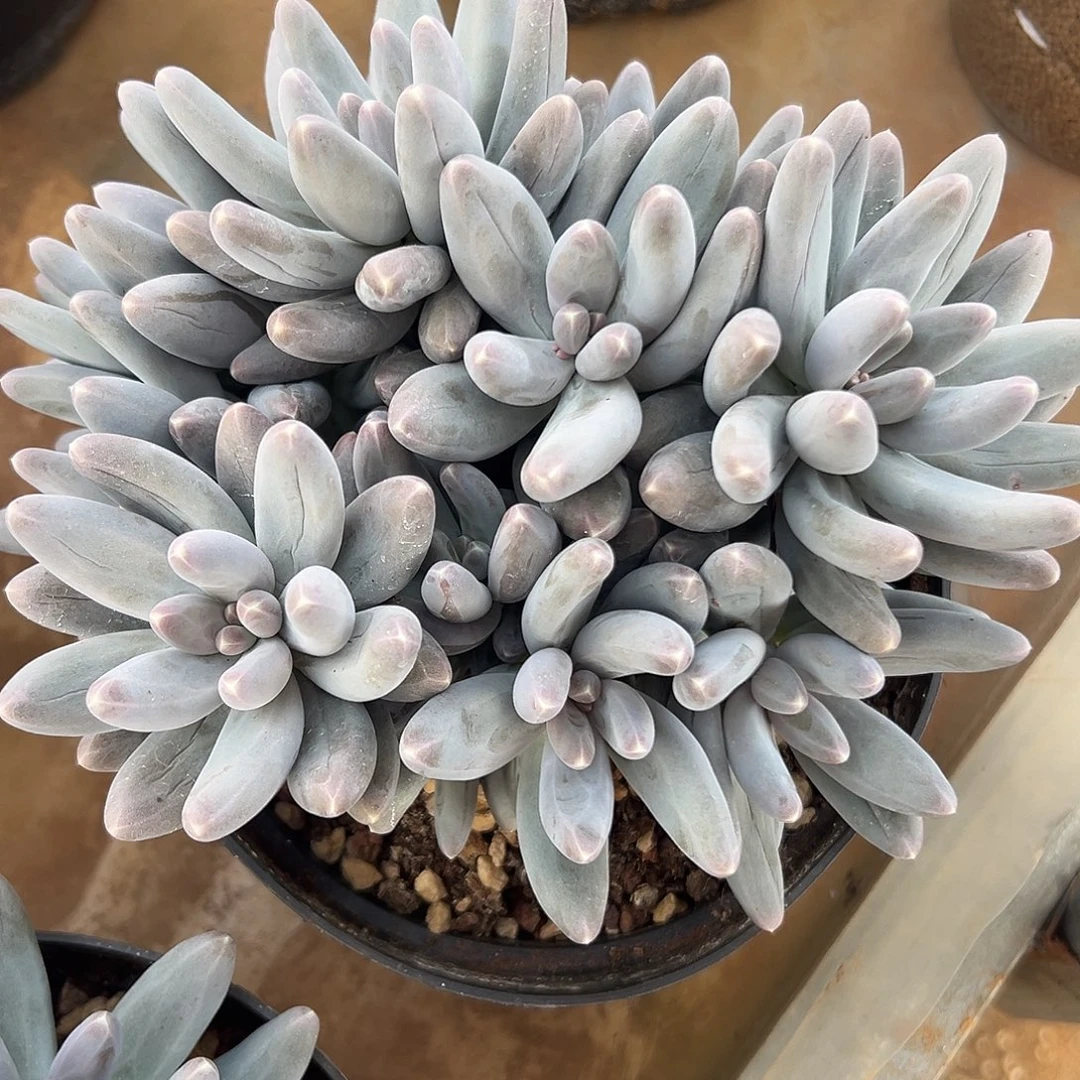 乌拉奶平头一物一拍