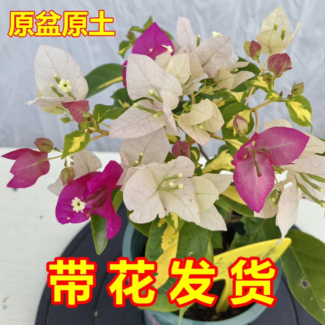 金心双色三角梅盆栽基地直销花卉绿植常年开花高级感阳台庭院植物