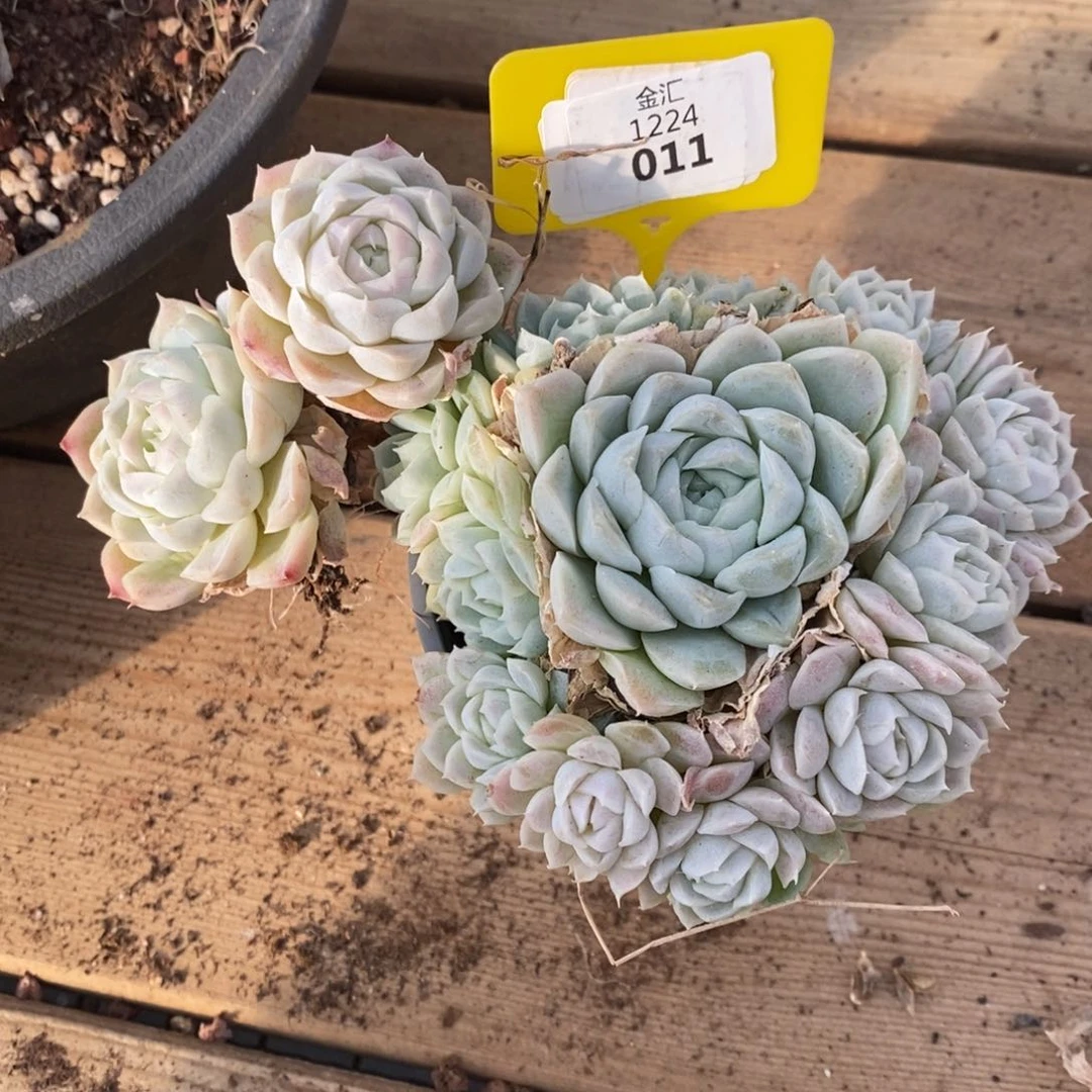 手捧白月影1224011