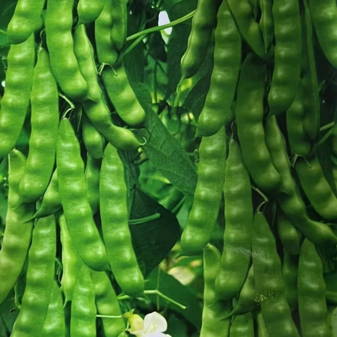 【不搭架地油豆种子】四季种植盆栽地栽阳台小院种植