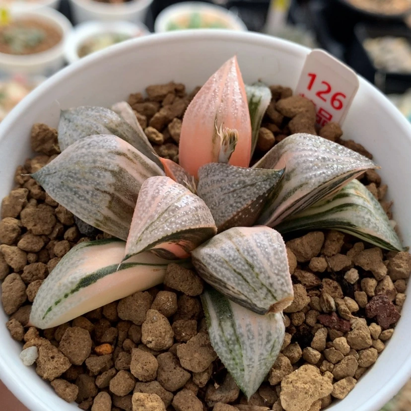 【闪购商品】126青蟹