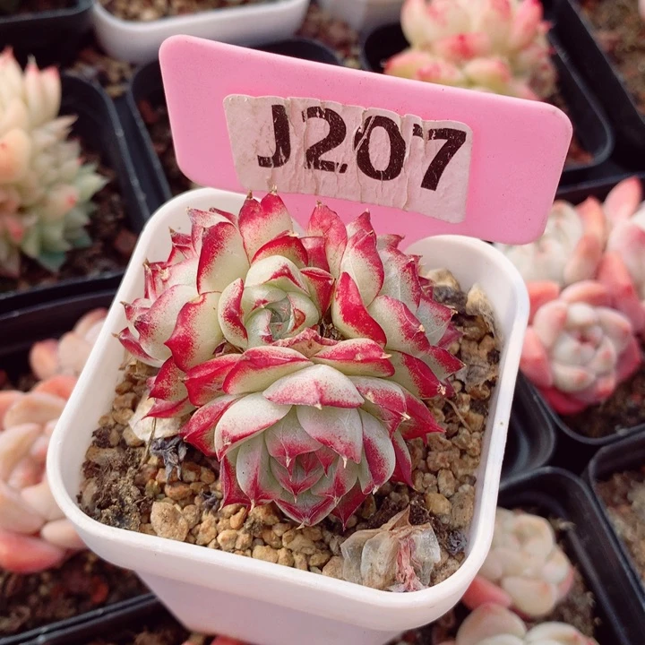 ?****a女王5cm多肉的