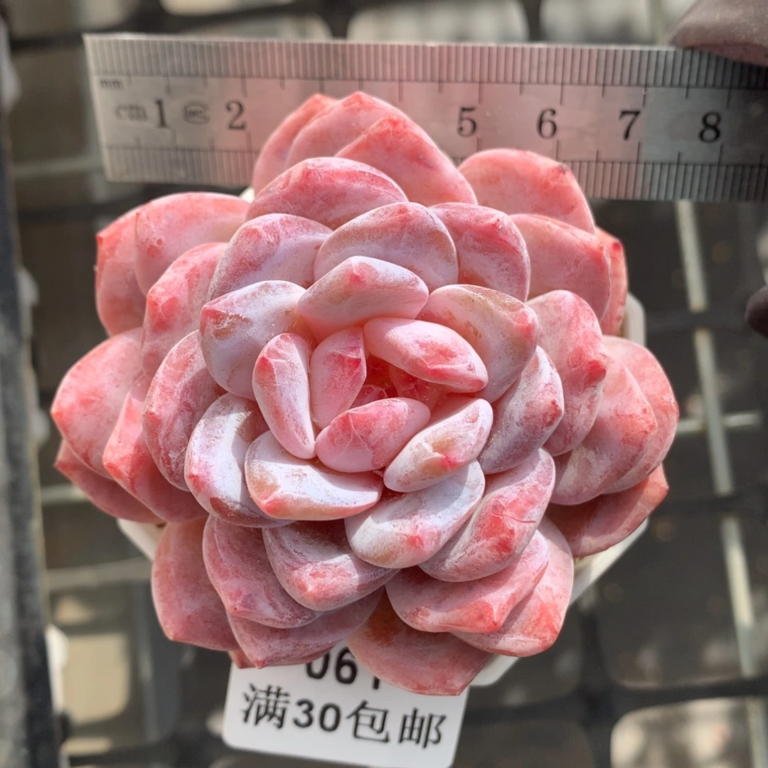 61。糖心星影橙花朵脸。