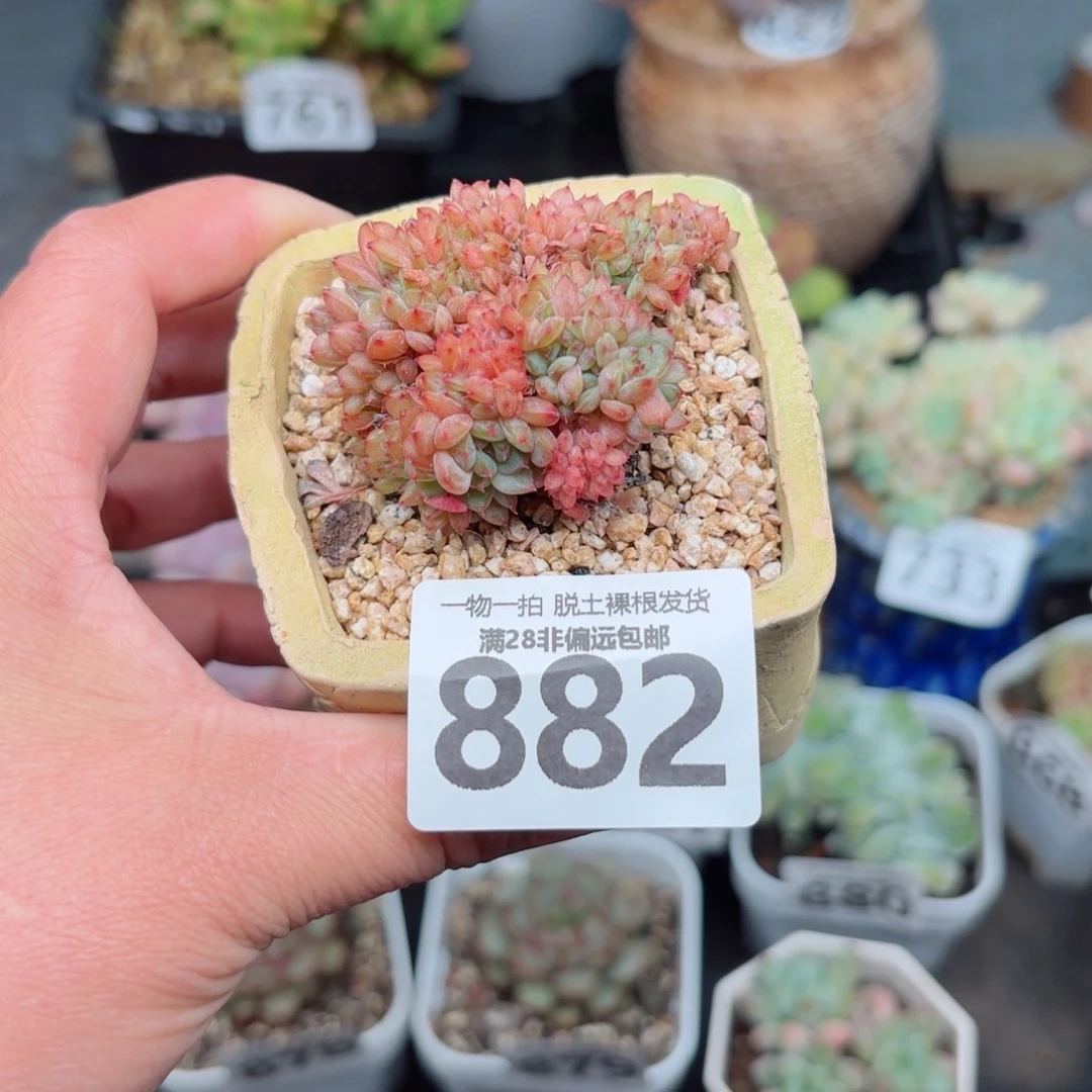 白胖子缀无盆土发货