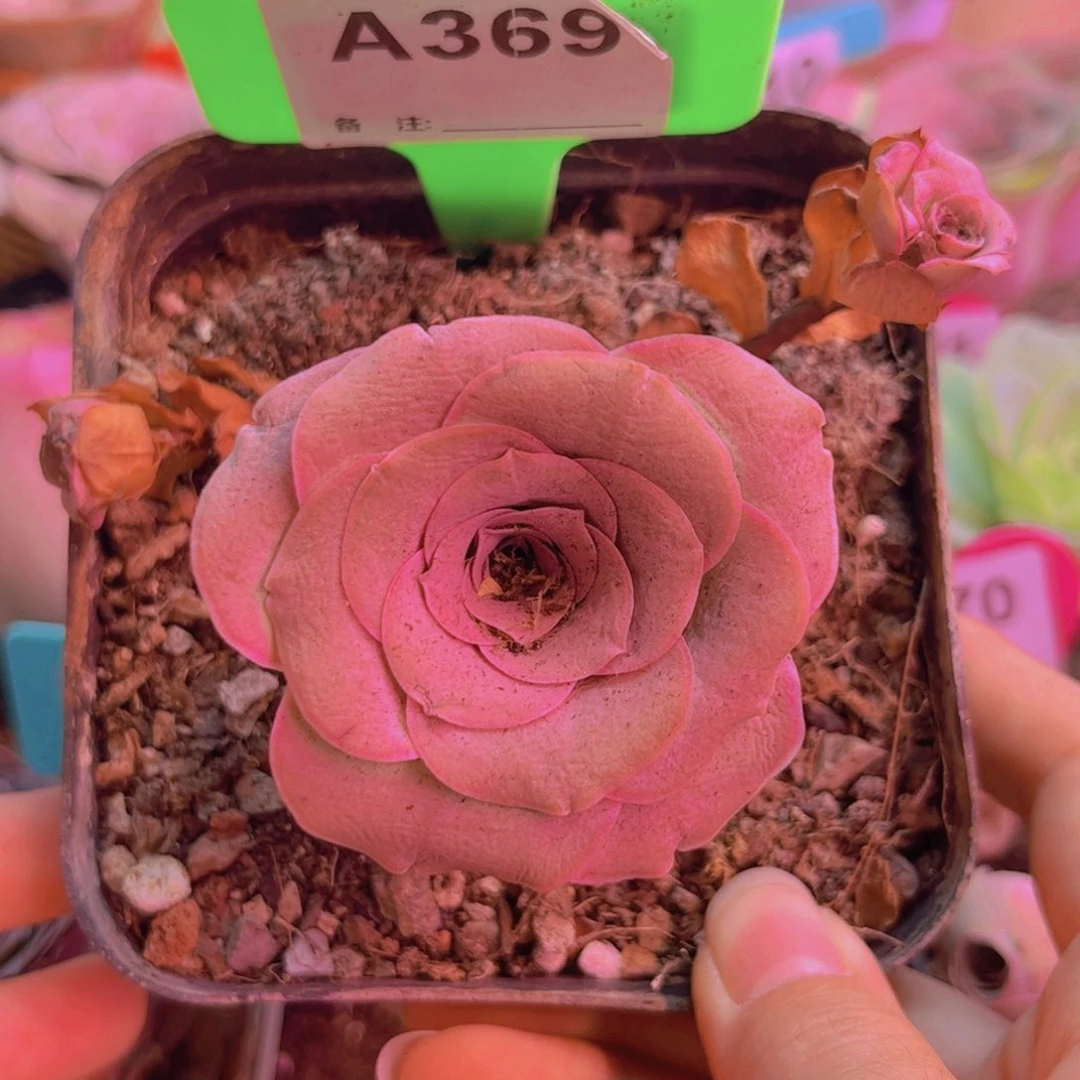 369山地玫瑰紫色