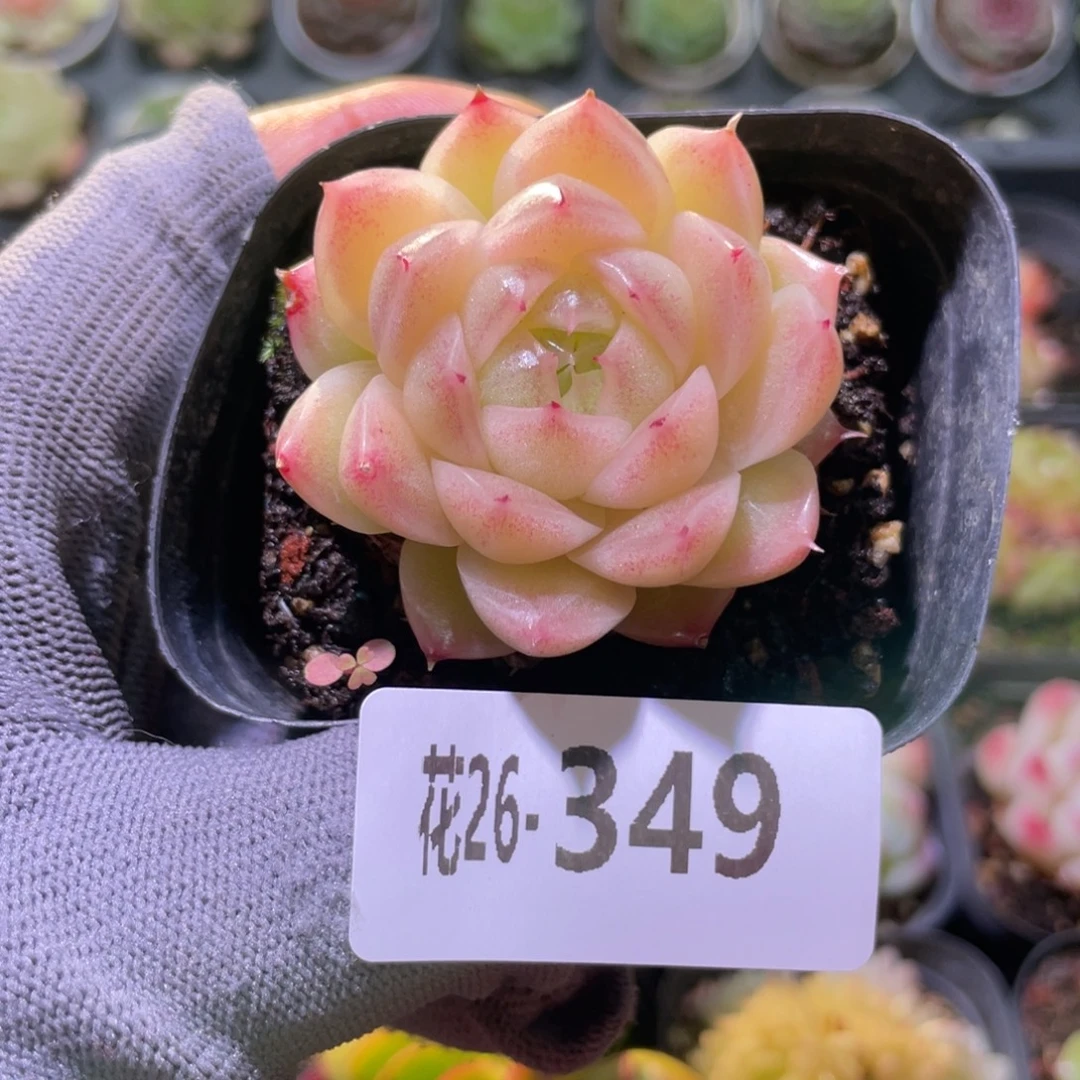 花利美26-349麦秆