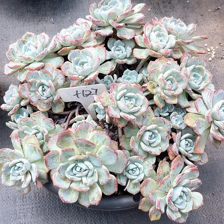 晨语多肉，一物一拍千山雪127