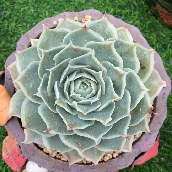 玫瑰型多肉蓝丝绒-4