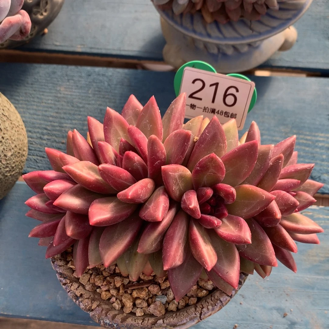 迷雾泡泡朵朵无砍216