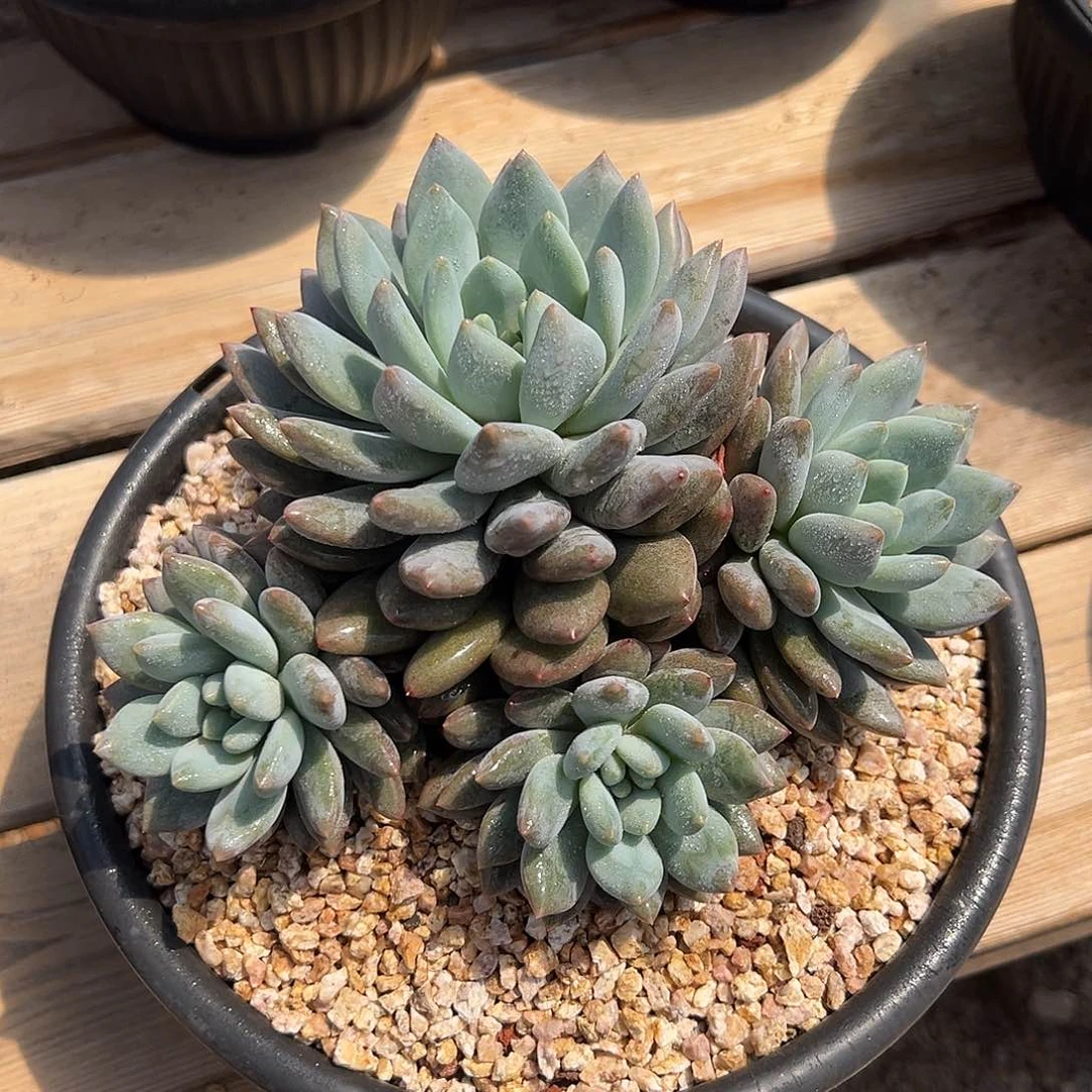 7-30-1精控半夏群