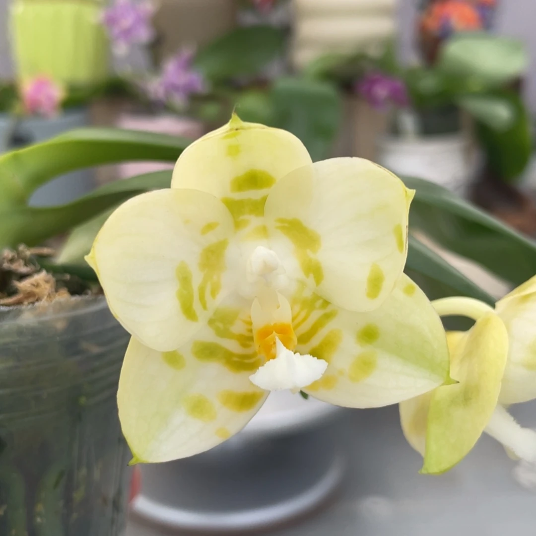 完全开放极圆情歌，2.5杯开花株