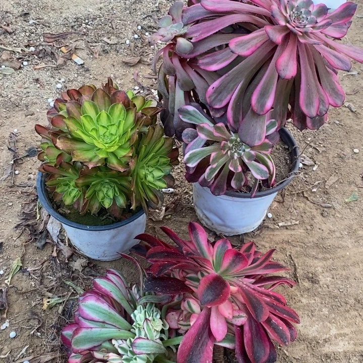 0285四颗法师多肉