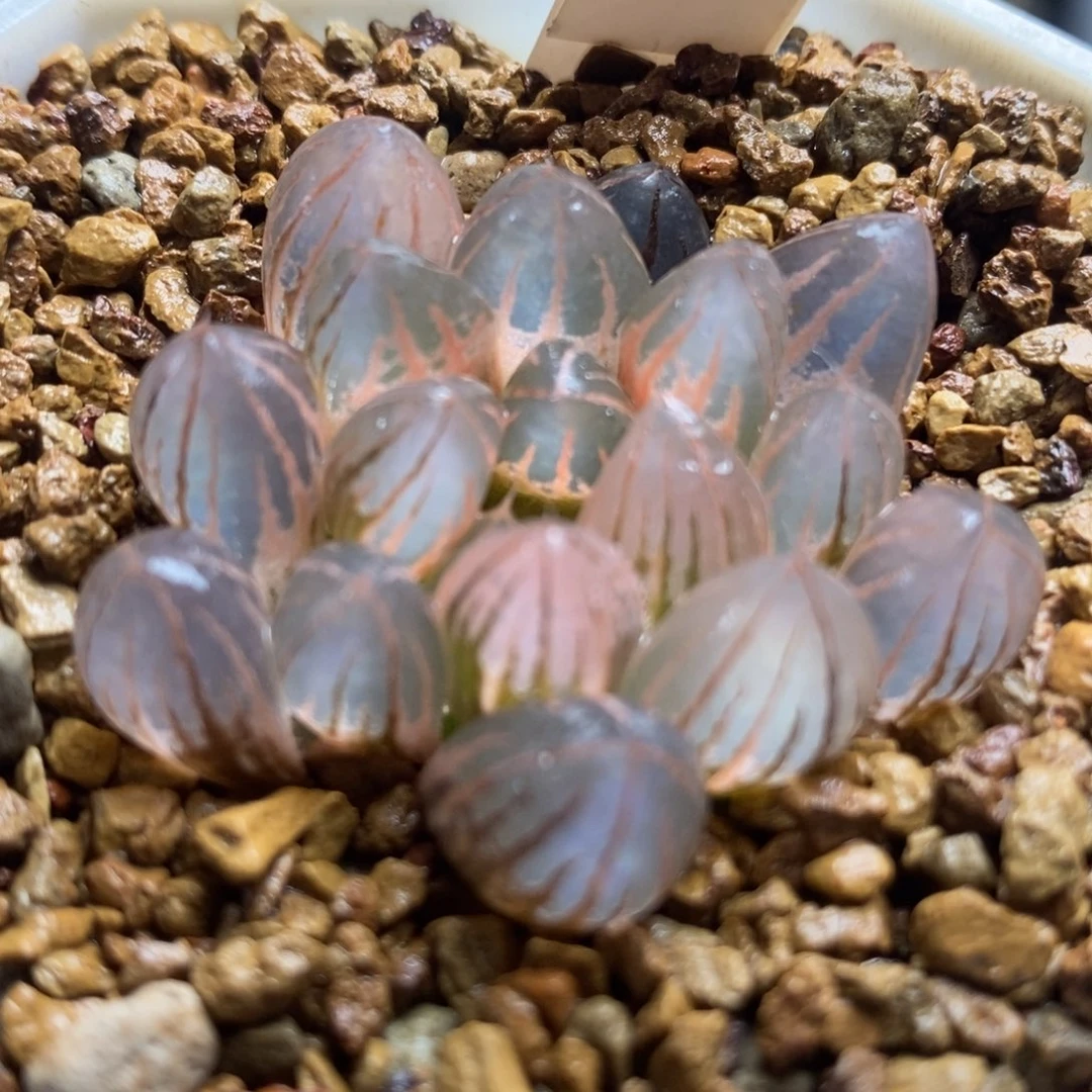 333糊斑霓虹灯玉露锦