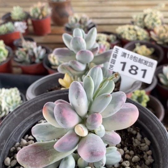 181一一一一一一一一一