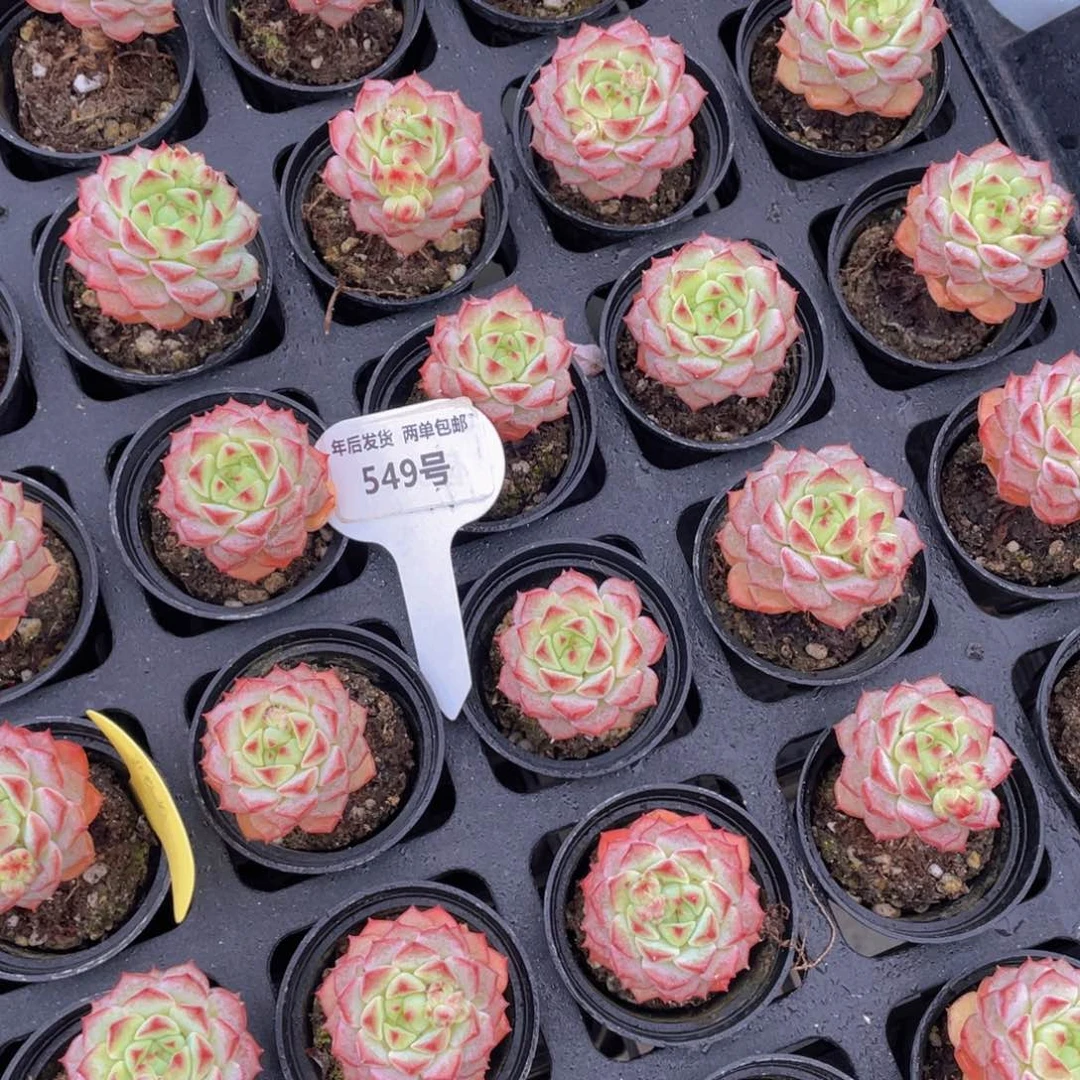 549号樱花老桩单头两个