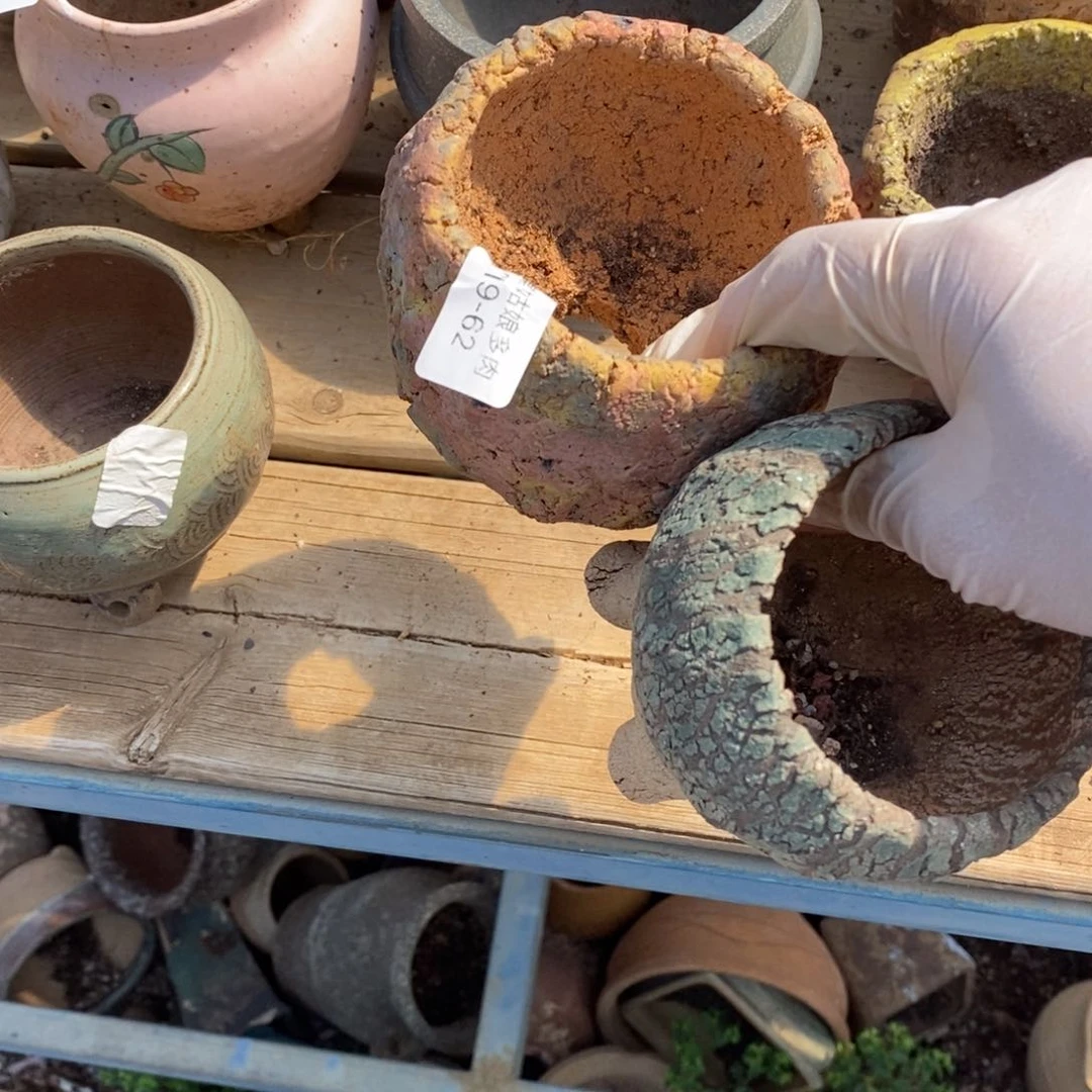 红陶洗*菜62号多肉盆两个组合