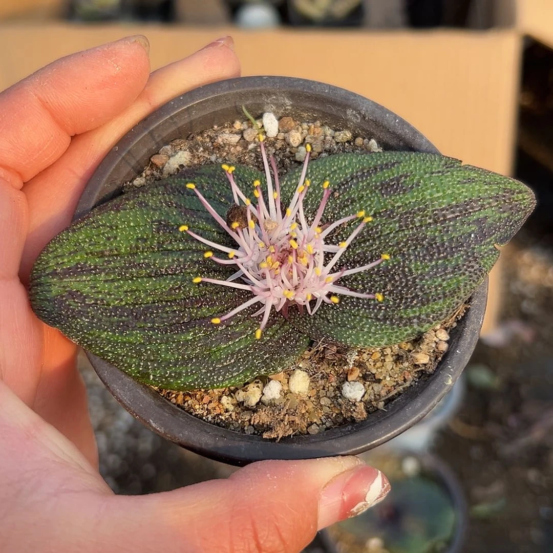 多肉植物紫镜开花