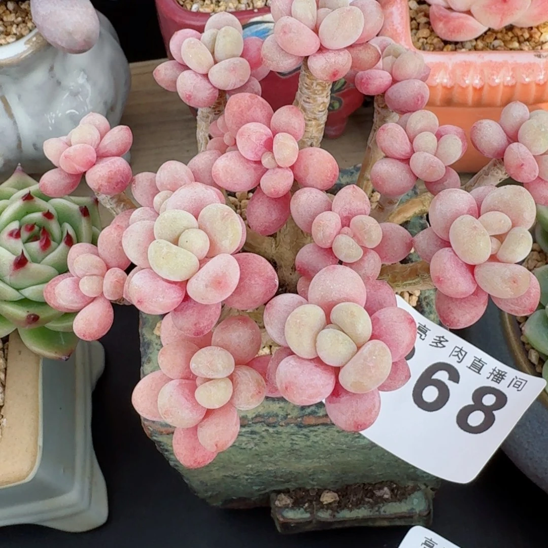 鱼子酱      愿你一路坦途，乘风破浪展宏图