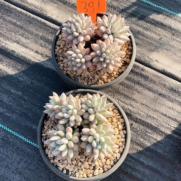 所写门391号码牌子的话题