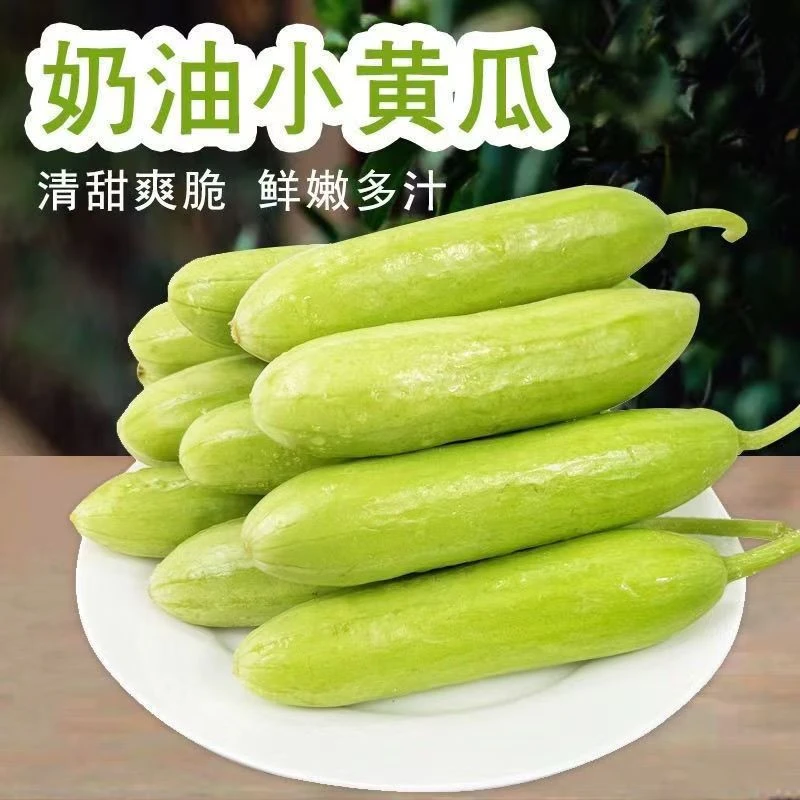 海阳正宗奶油白玉黄瓜产地直发生吃脆嫩新鲜蔬菜时令山东水果黄瓜