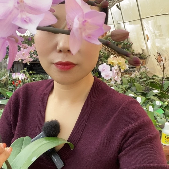 无花朵神仙姐姐蝴蝶兰