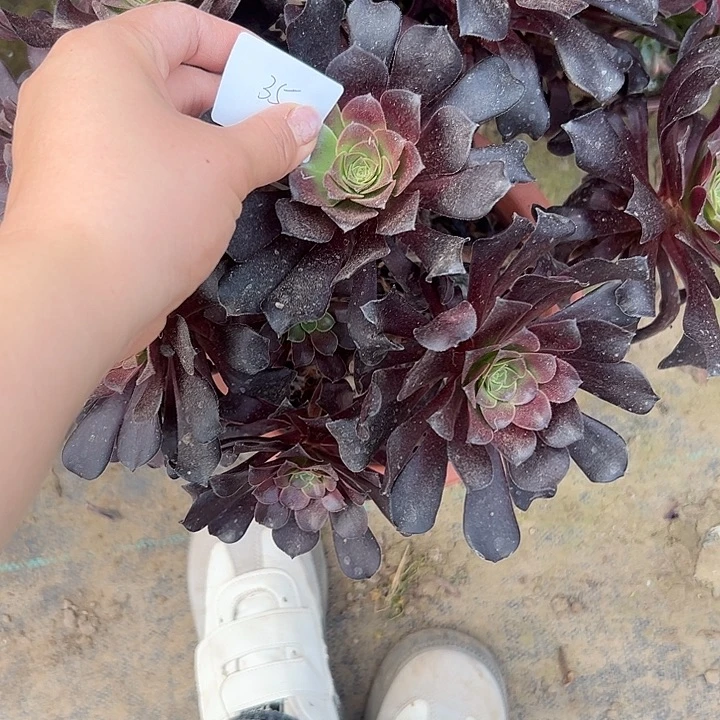 在****沦多肉法师植物链接35