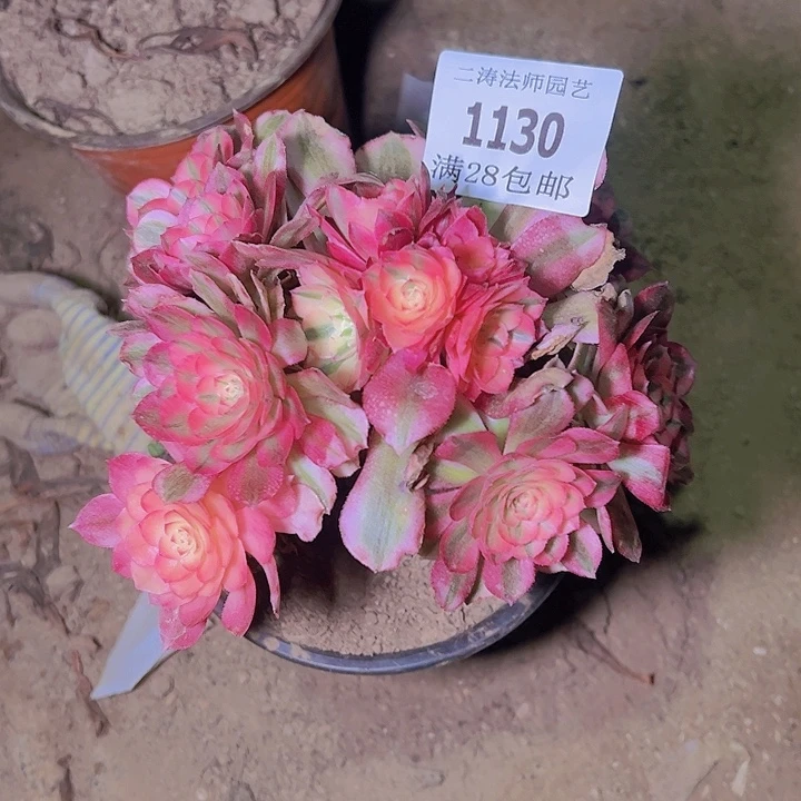 1130荔枝多肉老桩