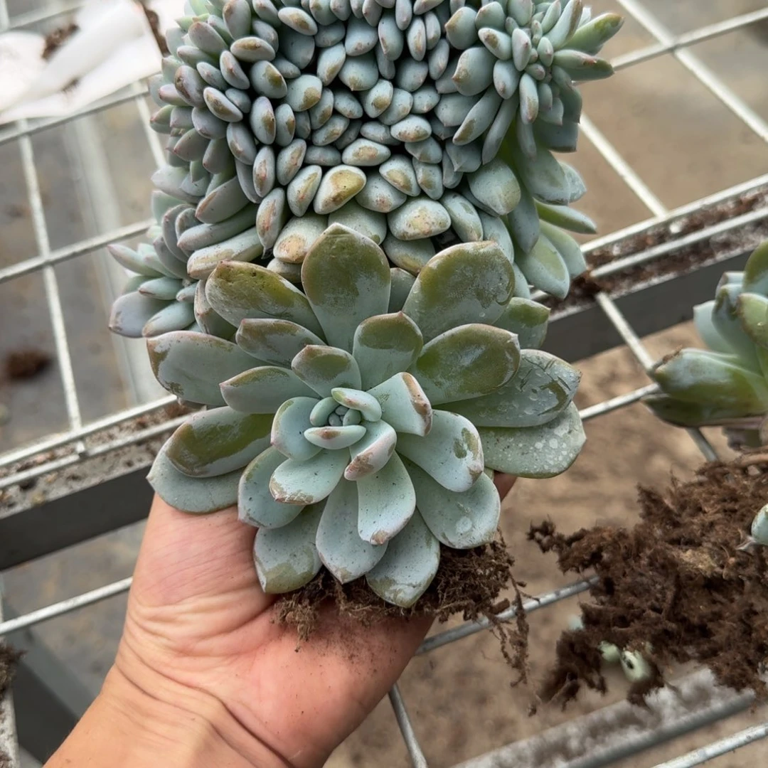 星影树缀无砍多肉