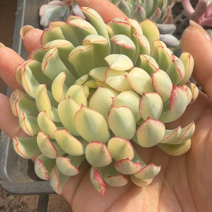 超白锦梦幻玫瑰锦主头