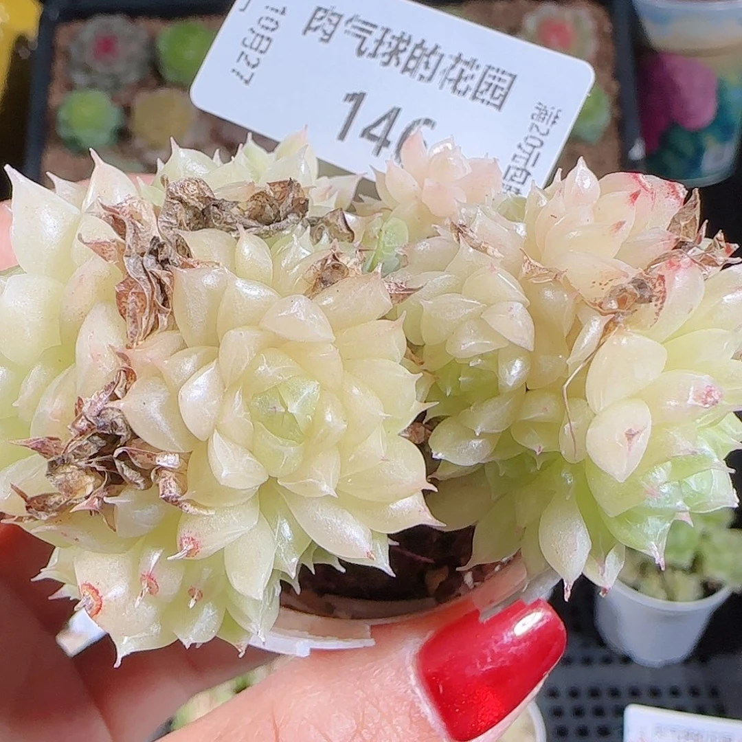 1027-146麦秆优选不包整