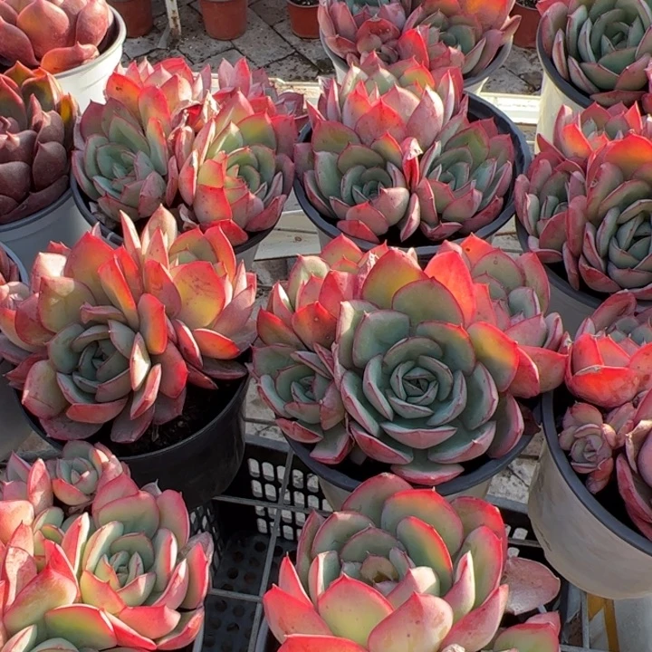 新疆包邮 牡丹亭