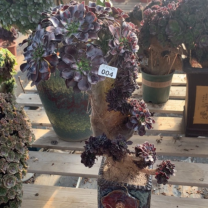 004晚霞一颗缀化的