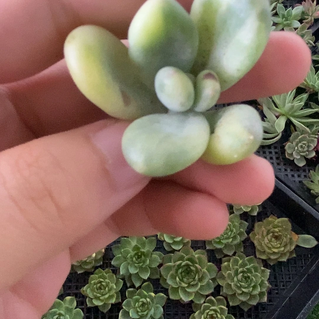 我****。福利奶酪锦头盖