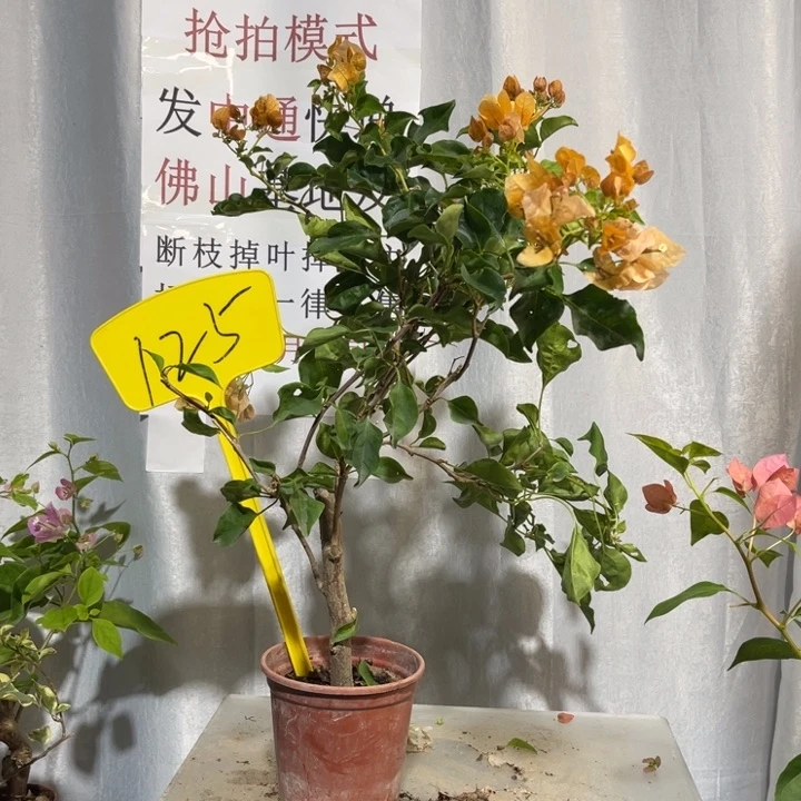 当前无花栽培后可以开花125蒙黄